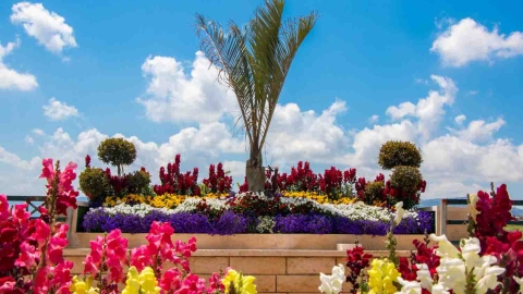 Flowers_-11.jpg