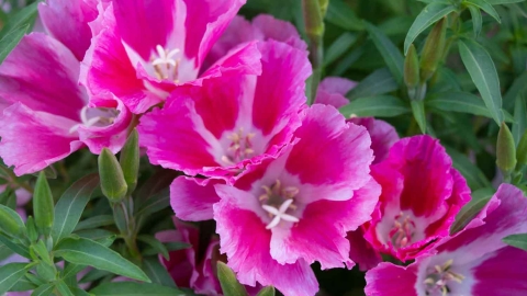 Flowers_-18.jpg